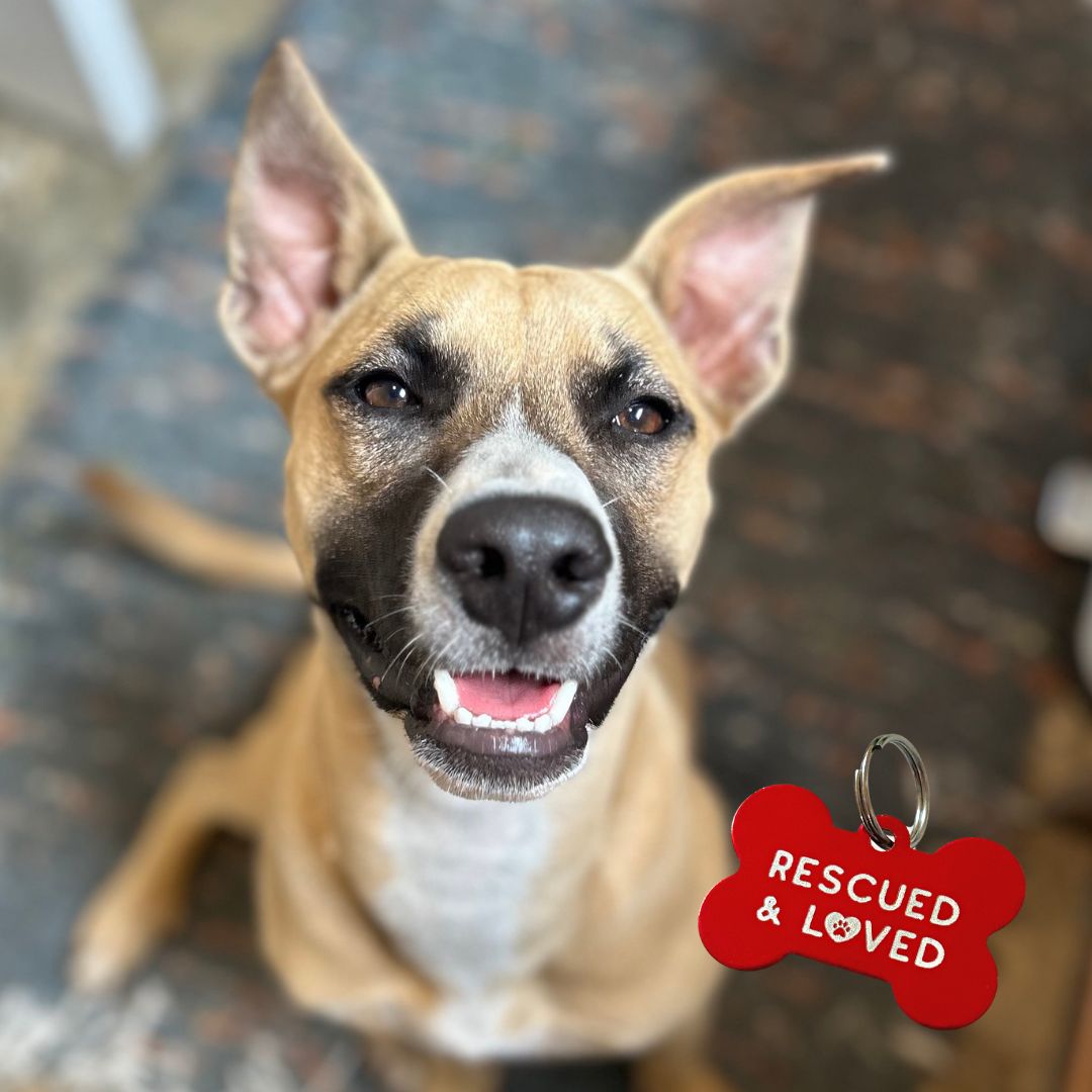 PET TAGS Hashtag Bamboo